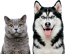 Кошка и собака